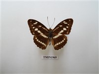 藏品(流帶蛺蝶)的圖片